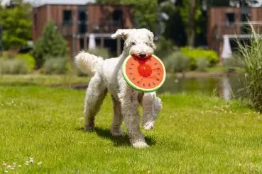 Wasserspielzeug - Melone (Frisbee) inkl. Igelball